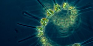 Microplásticos podem enfraquecer “pulmão” dos oceanos