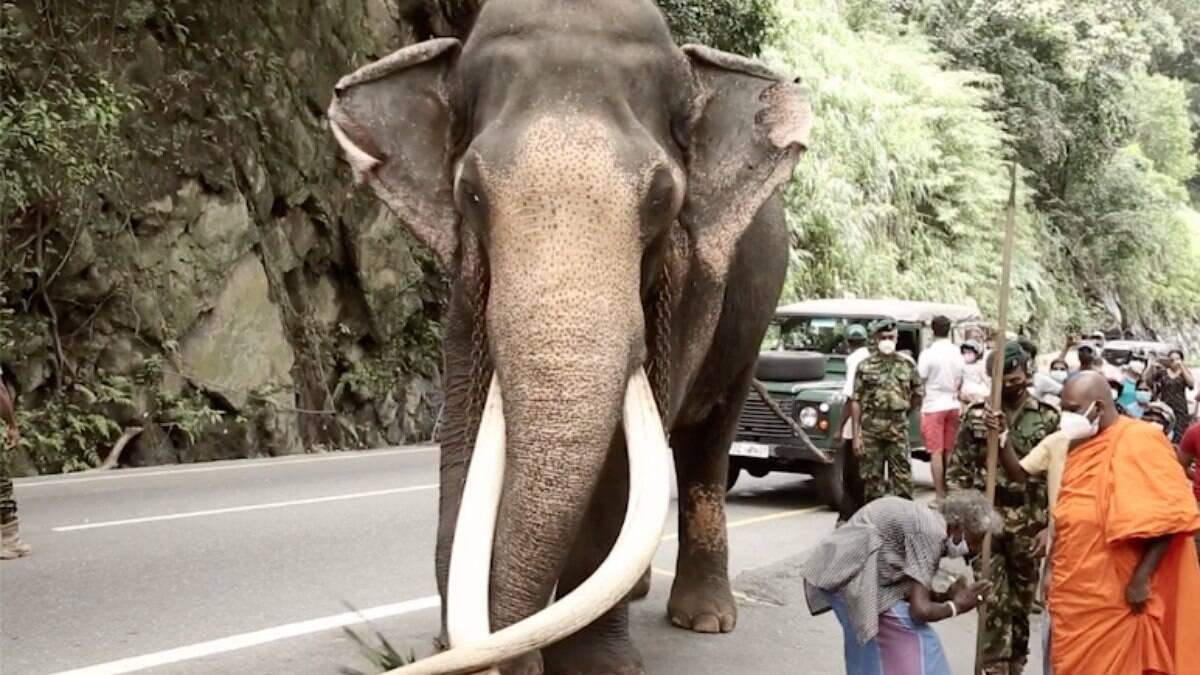 Elefante Raja, considerado 'sagrado' no Sri Lanka