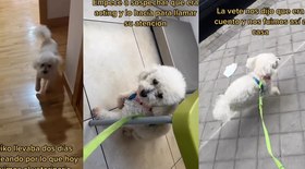 Cachorro começa a mancar, mas estava apenas fingindo para ir passear