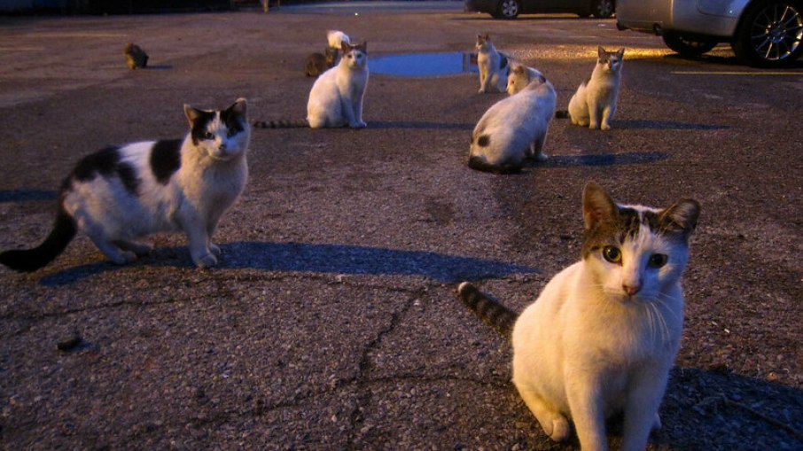 As colônias são formadas por gatos que foram abandonados e felinos que já nasceram em situação de rua, nesse caso, se tornam os gatos conhecidos como ferais