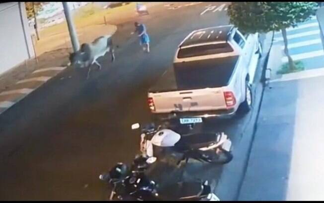 As câmeras de segurança registraram o animal sendo furtado no interior de São Paulo