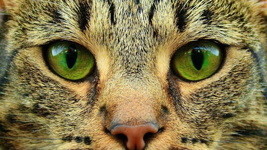 O gatos podem aprender por observação e repetição 