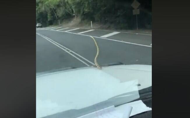 Cobra gigante saindo de dentro de carro