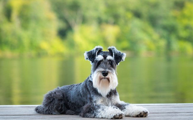 12 cachorros peludos para você conhecer