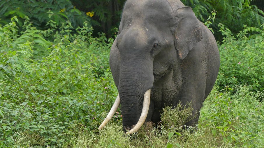 Elefante-asiático Elefante-asiático