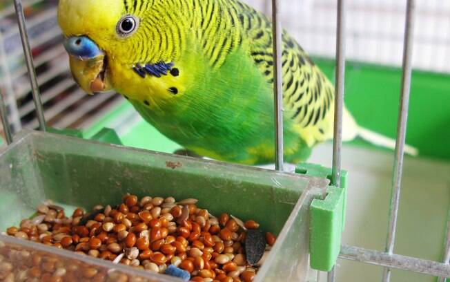 É importante conhecer quais são os alimentos proibidos para mantê-los longe do alcance das aves