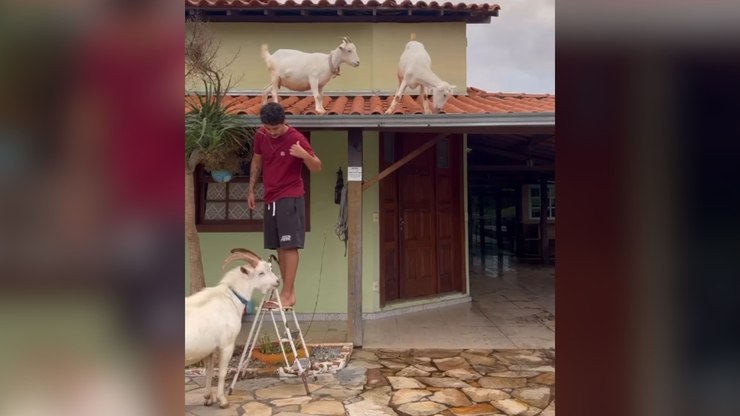 Cabras sobem no telhado e resgate vira caos total
