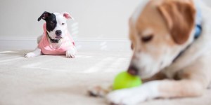 Ciúmes entre pets: como lidar com esse comportamento