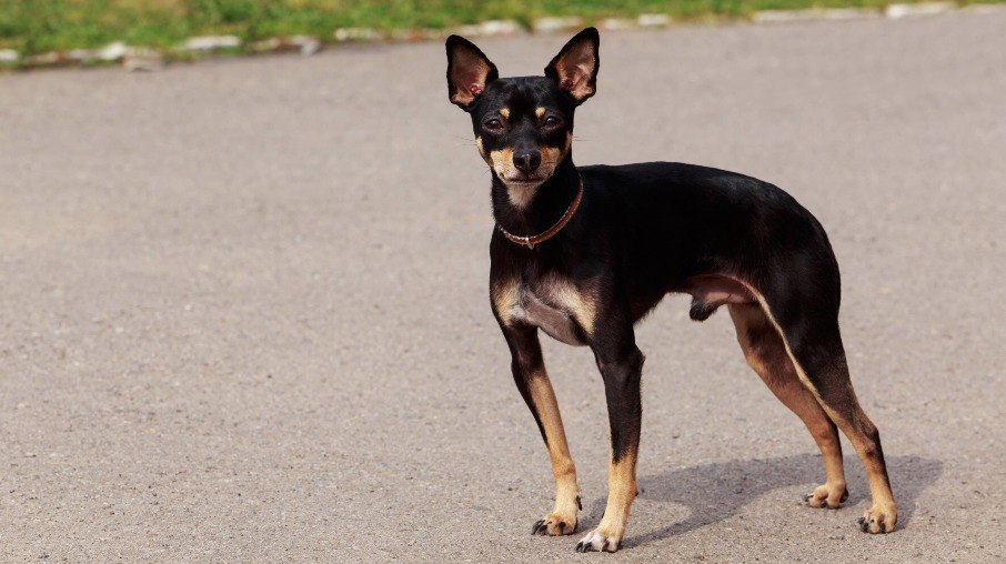 O Manchester Toy Terrier faz parte das raças do Grupo Toy