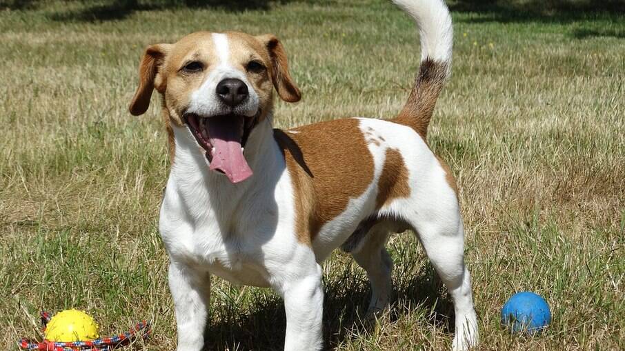 Jack Russell Terrier está sempre disposto a brincar