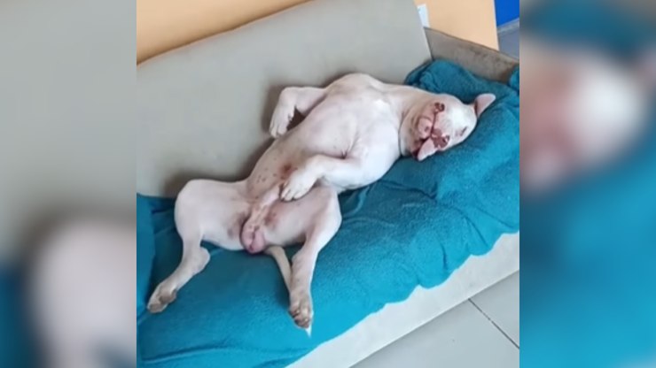 De barriga para cima, pitbull finge dormir para enganar o dono