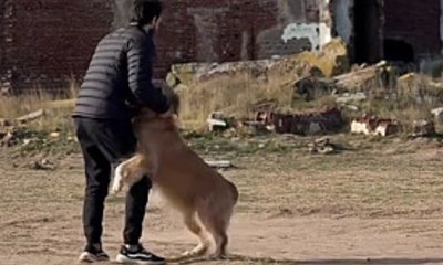 Golden retriever impede tutor de entrar em cidade fantasma
