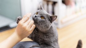 Saiba como reduzir a ansiedade de separação em pets