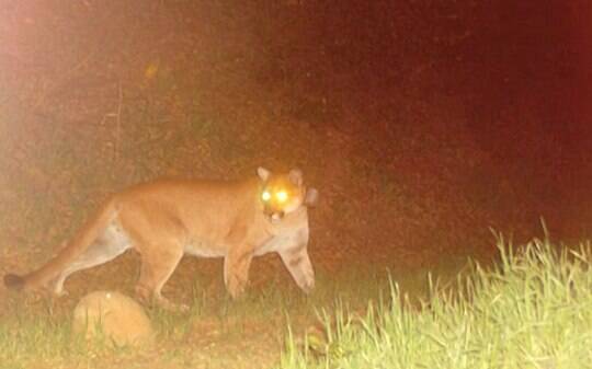 Câmeras captam puma em morros de Hollywood; assista