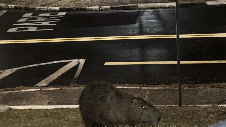 Aluno registra presença de capivara no campus 1 da PUC Campinas Aluno registra presença de capivara no campus 1 da PUC Campinas