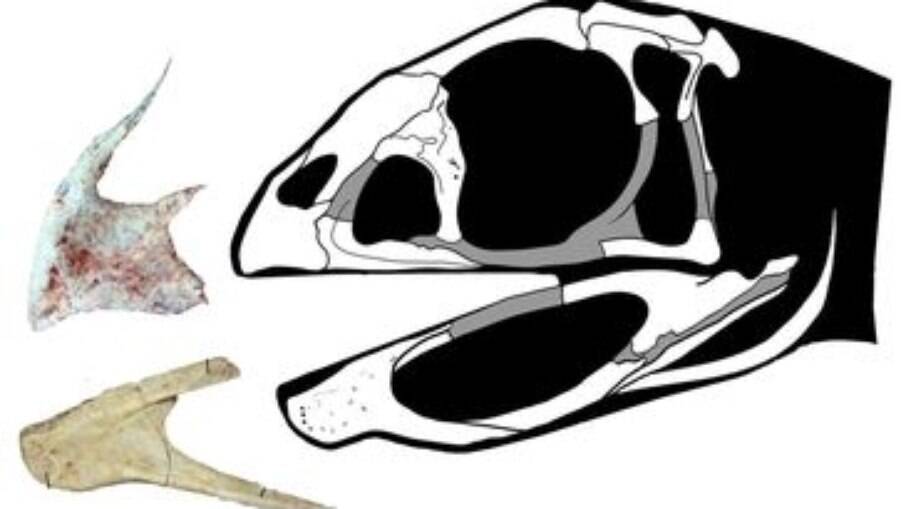 Berthasaura leopoldinae representa um dos esqueletos mais completos desses répteis no país 
