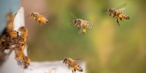 Primavera e verão são mais propícios para ataques de abelhas