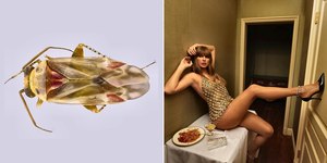 Nova espécie de inseto é batizada em homenagem à Taylor Swift