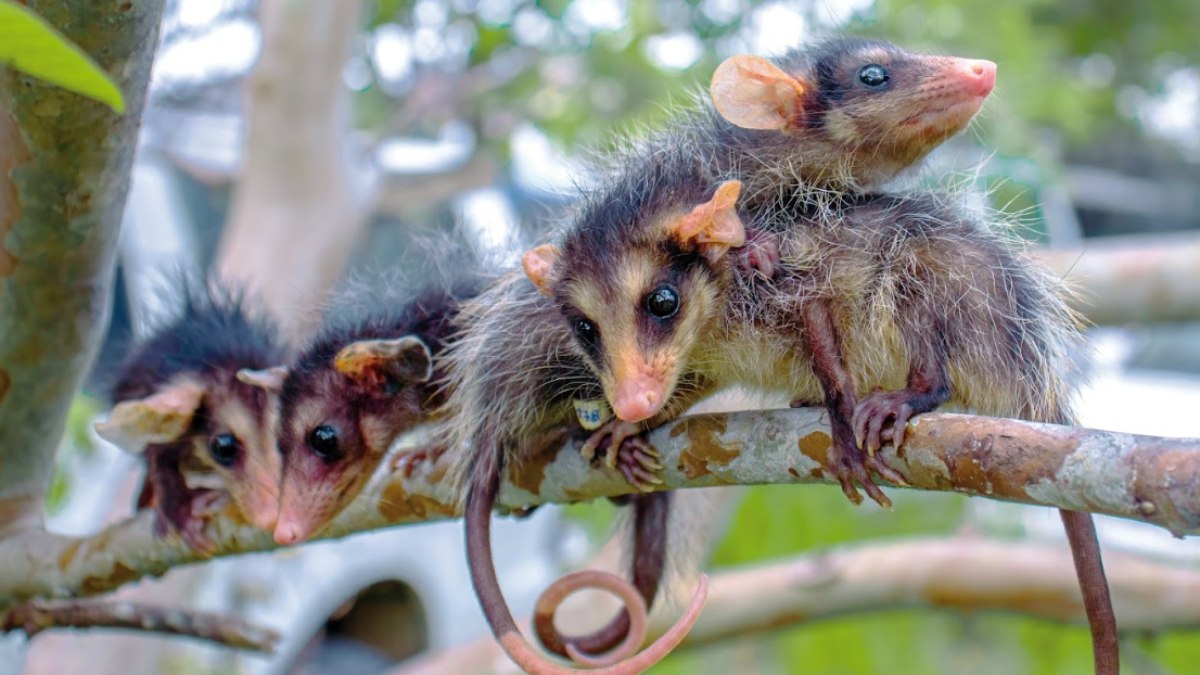Gambás de orelha branca. Gambás de orelha branca.