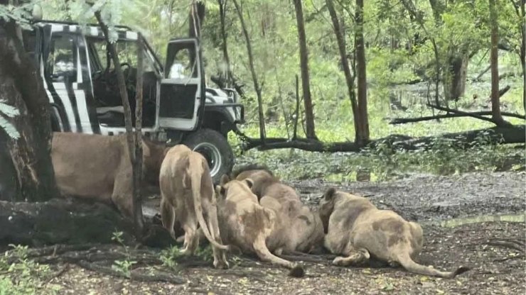 Tratador é devorado por leões diante de turistas na Tailândia