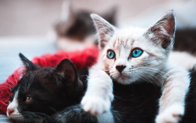 Há animais de estimação fofinhos a precisar de ajuda!