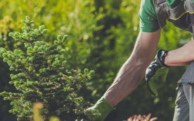 Florestas sustentáveis: o futuro da indústria de papel e celulose