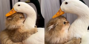 Amizade entre gato e pato encanta a web: "Encantador"