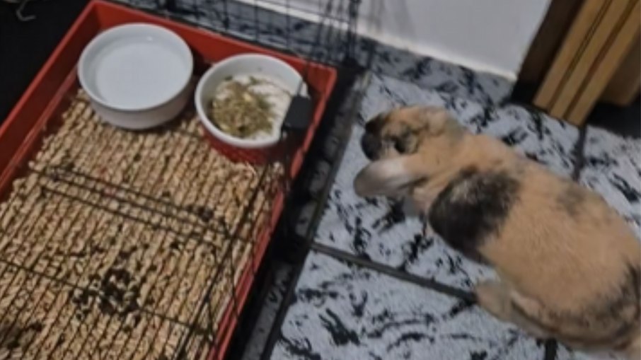 Coelho reconhece hora de dormir e entra sozinho na gaiola