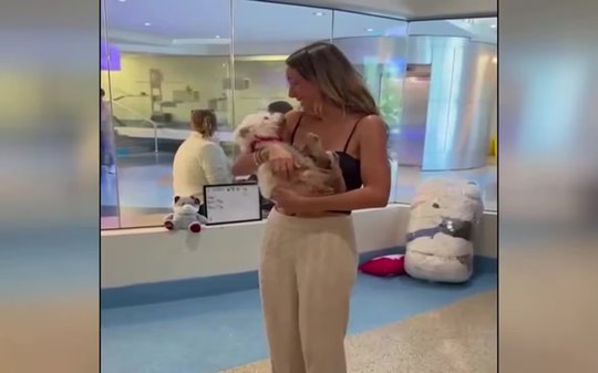 Cachorrinha dada como morta é reencontrada após 4 anos