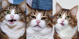 Gato de três patas viraliza por expressões inusitadas: "Fofo"