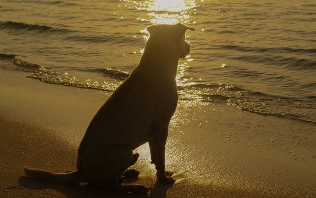 Você concorda? Cachorro é eleito o mais feio do mundo