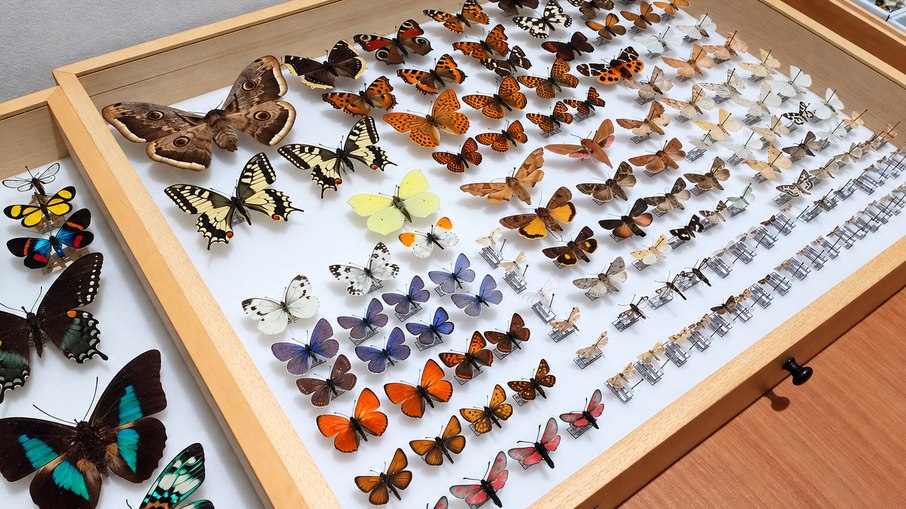 Taxonomia ajuda na preservação e descrição das espécies Taxonomia ajuda na preservação e descrição das espécies