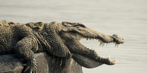 Vídeo: crocodilo é capturado após aparecer dentro de casa