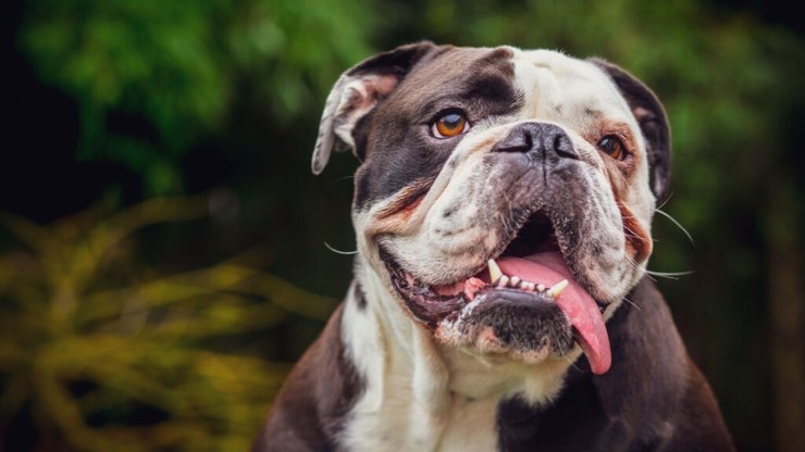 9 diferenças entre o buldogue inglês e o buldogue francês