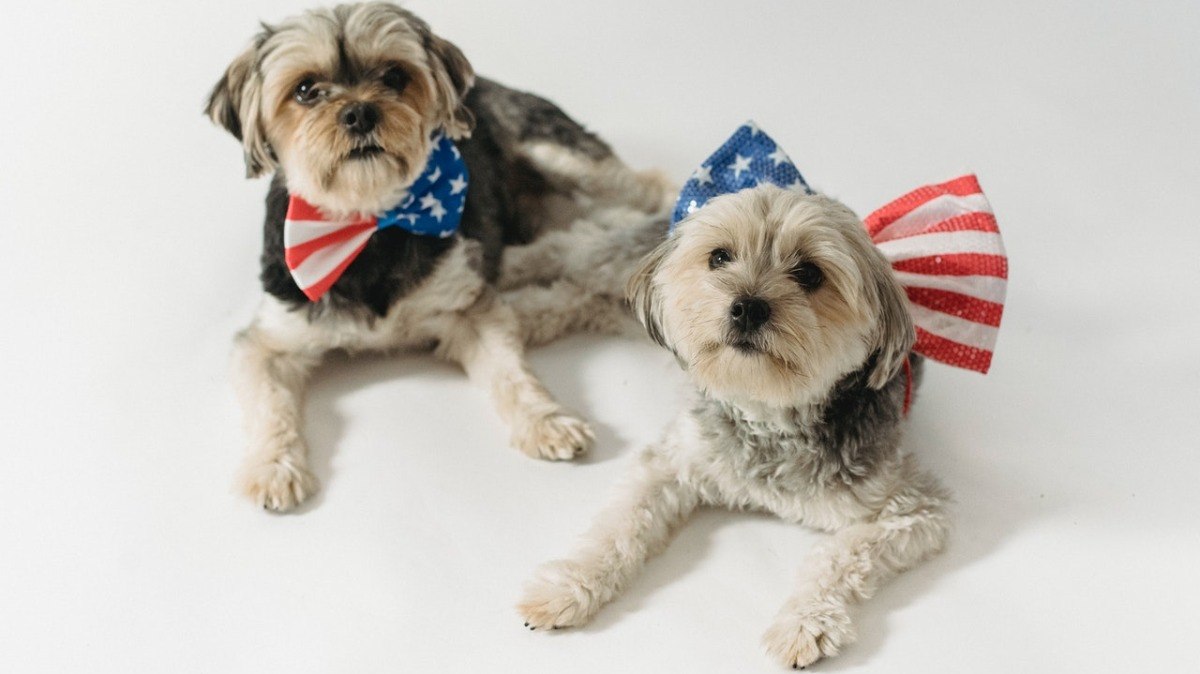 Novas regras para entrada de cachorros para os Estados Unidos passam a valer no dia 10 de junho de 2022