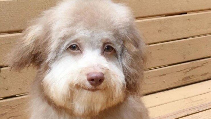 Cão com sorriso 'de humano' viraliza nas redes sociais; veja fotos