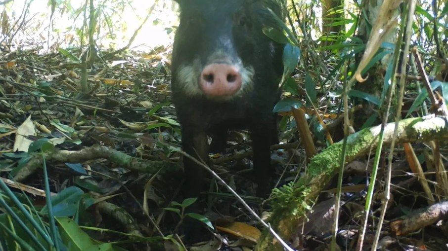 Queixada encara a armadilha fotográfica Queixada encara a armadilha fotográfica