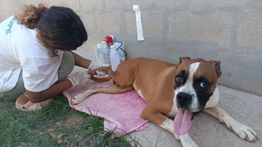 Cachorro recebendo atendimento de voluntária da ONG Paraíso dos Focinhos