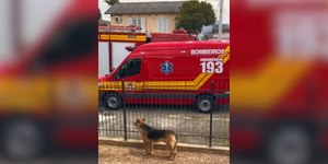 Cachorro fofoqueiro é flagrado observando incêndio na rua
