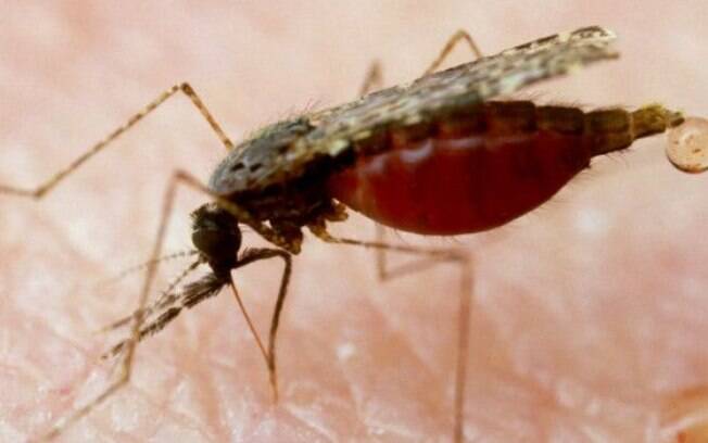 Ciclo do parasita transmitido pelo mosquito da malária é complexo e resiste ao sistema imunológico humano