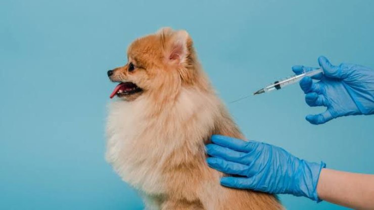 Saúde dos animais é essencial para prevenir doenças em humanos