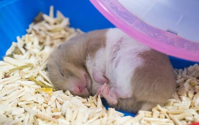 Saiba como identificar quando seu hamster hiberna