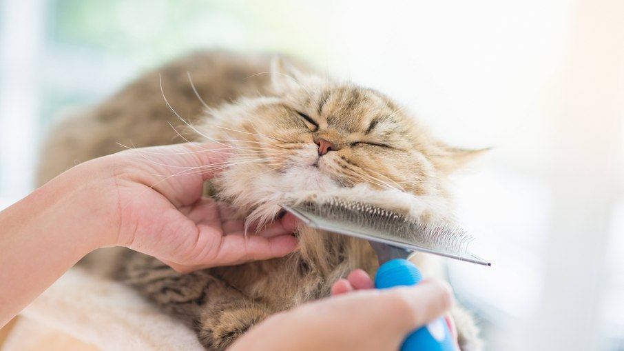 Os gatos de pelos mais longos, como os Persas, devem ser escovados diariamente para evitar o excesso de pelos
