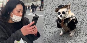 Cãozinho fashion chama atenção no Japão e web se derrete: "Fofo"