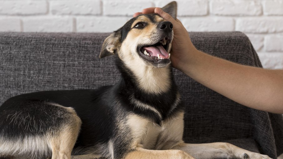 Todos os tutores interessados que residem em Vinhedo podem inscrever seus pets