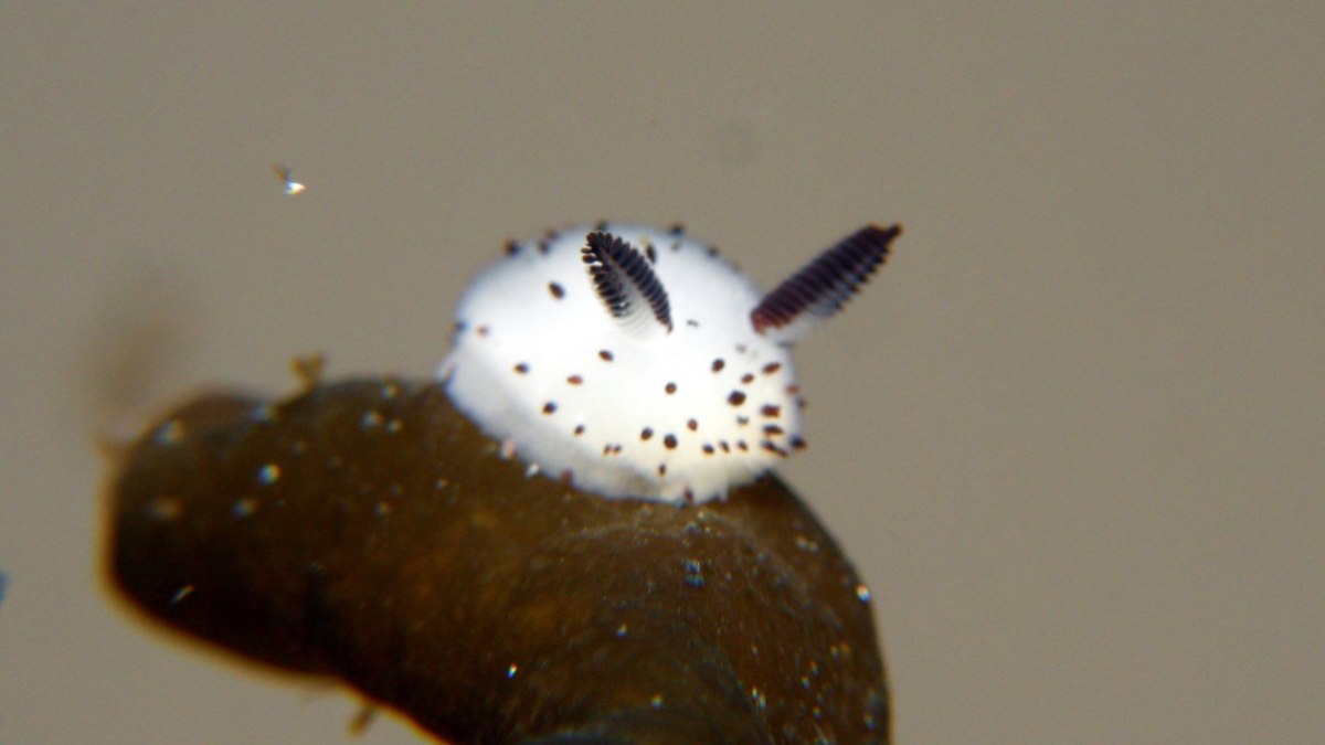 Animal parece coelho fofo, mas vive no fundo do mar e tem veneno
