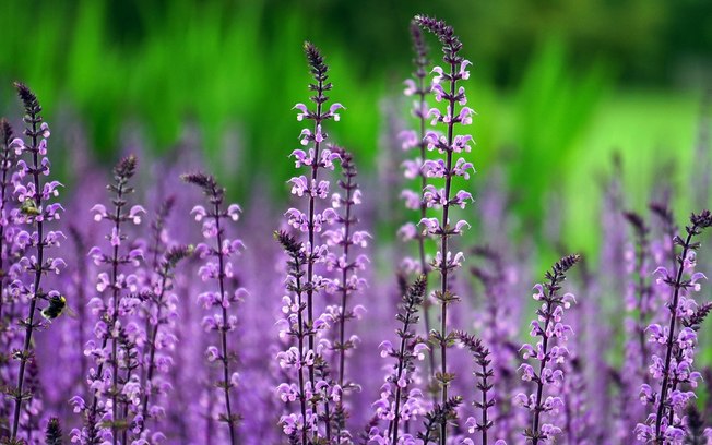Plantas exigem cuidados específicos conforme o ambiente