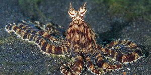 Polvo “alienígena” engana predadores ao virar outros animais