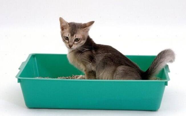 A limpeza ou o tipo de areia utilizado na caixinha de areia do gato podem interferir no uso