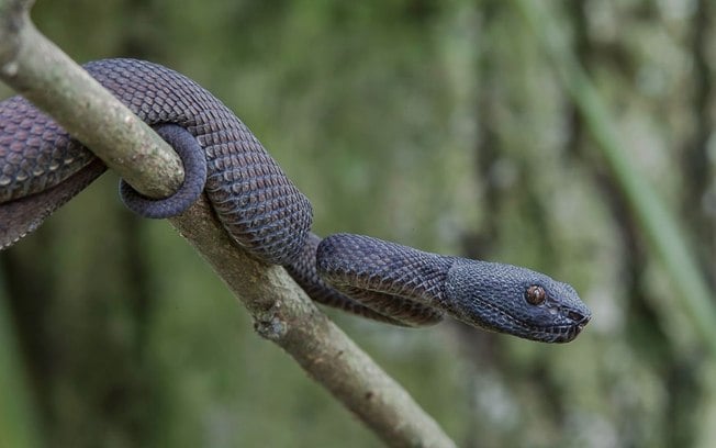 Ilha de São Paulo é tomada por cobras e visitas são proibidas